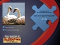 Jogo Swans Puzzle