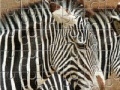 Jogo Zebra Jigsaw