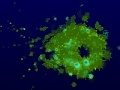 Jogo Plankton Thing
