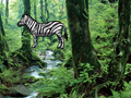 Jogo Hidden Zebra