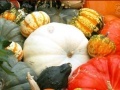 Jogo Hidden Objects: Pumpkin Show