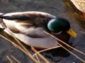 Jogo Jigsaw: Shallow Duck