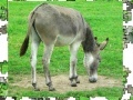 Jogo Jigsaw: Donkey