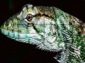 Jogo Wild iguana slide puzzle