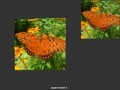 Jogo Orange Butterfly