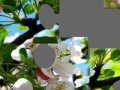 Jogo Blooming apple tree