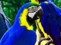 Jogo Parrot Family Puzzle