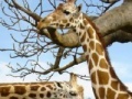 Jogo Puzzle Giraffes
