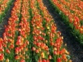 Jogo Jigsaw: Tulip Field