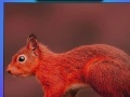 Jogo Red summer squirrels puzzle