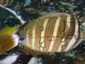 Jogo Jigsaw: Fish