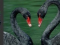 Jogo Black Swans
