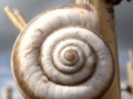 Jogo Snail jigsaw