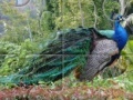 Jogo Peacock Jigsaw Puzzle 