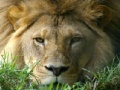 Jogo African Lion