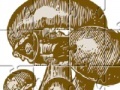 Jogo Mushrooms Jigsaw