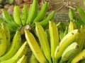 Jogo Jigsaw: Banana Bunch