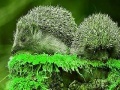 Jogo Green Hedgehogs: Puzzle