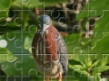 Jogo Green Heron