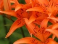 Jogo Jigsaw: Orange Lilies