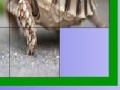 Jogo Hungry turtle slide puzzle
