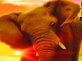 Jogo Big Elephant In The Sea: Puzzle