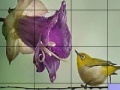 Jogo Bird on a wire slide puzzle