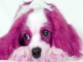 Jogo Animal Puzzle