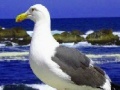Jogo Seagulls In The Ocean: Puzzle