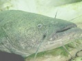 Jogo Catfish Puzzle