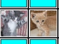 Jogo Fuzzy Memory: Kittens
