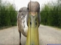 Jogo Dizzy duck slide puzzle