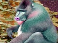 Jogo Elderly Tired Baboon Puzzle