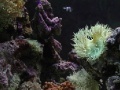 Jogo Coral Reef