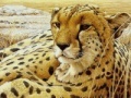 Jogo Leopard