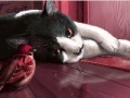 Jogo Naughty Friends: Puzzle