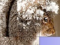 Jogo Squirrel in the snow slide puzzle