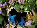 Jogo Butterfly Puzzle