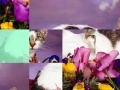 Jogo Lovely Cat Sliding