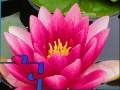 Jogo Pink Water Lily Puzzle