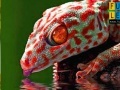 Jogo Thirsty red gecko puzzle