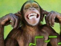 Jogo Monkey puzzle