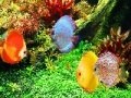 Jogo Deep Colorful Ocean Fishes: Puzzle