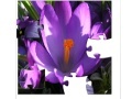 Jogo Jigsaw Nature: Crocus