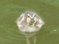 Jogo Baby Ducks Jigsaw