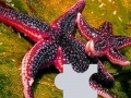 Jogo Ocean sea stars puzzle