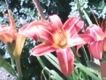 Jogo Flowers
