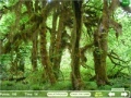 Jogo Mushroom Collector 4