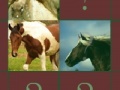 Jogo Cool Horse Memory