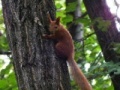 Jogo Squirrel 2